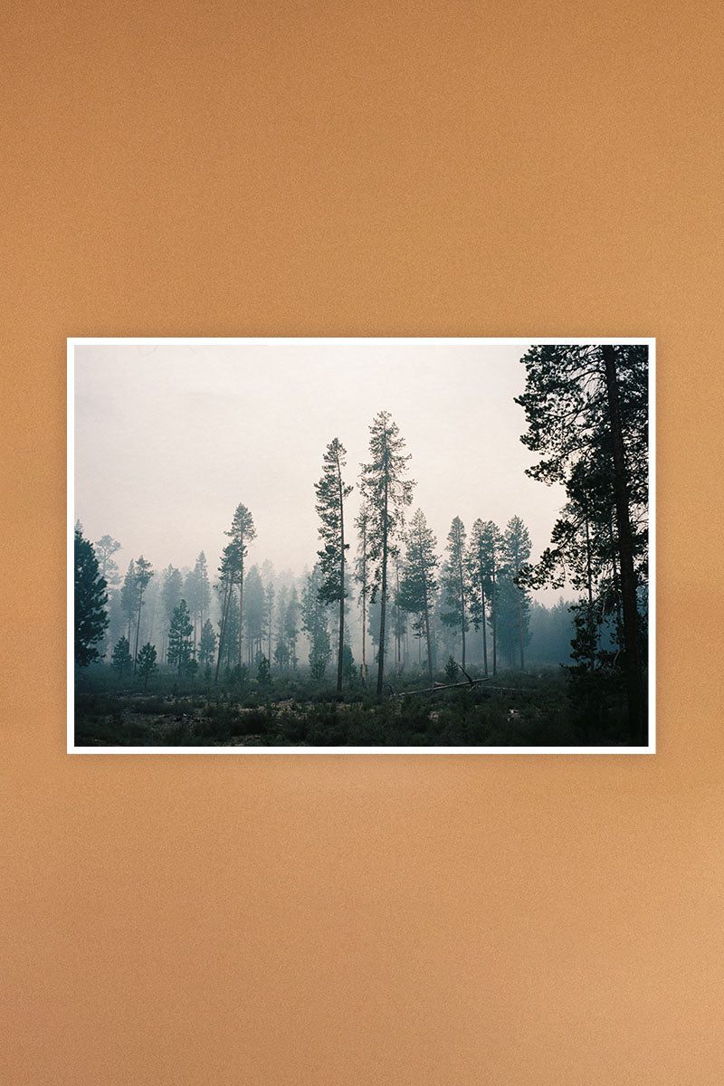 Forest First, Oregon