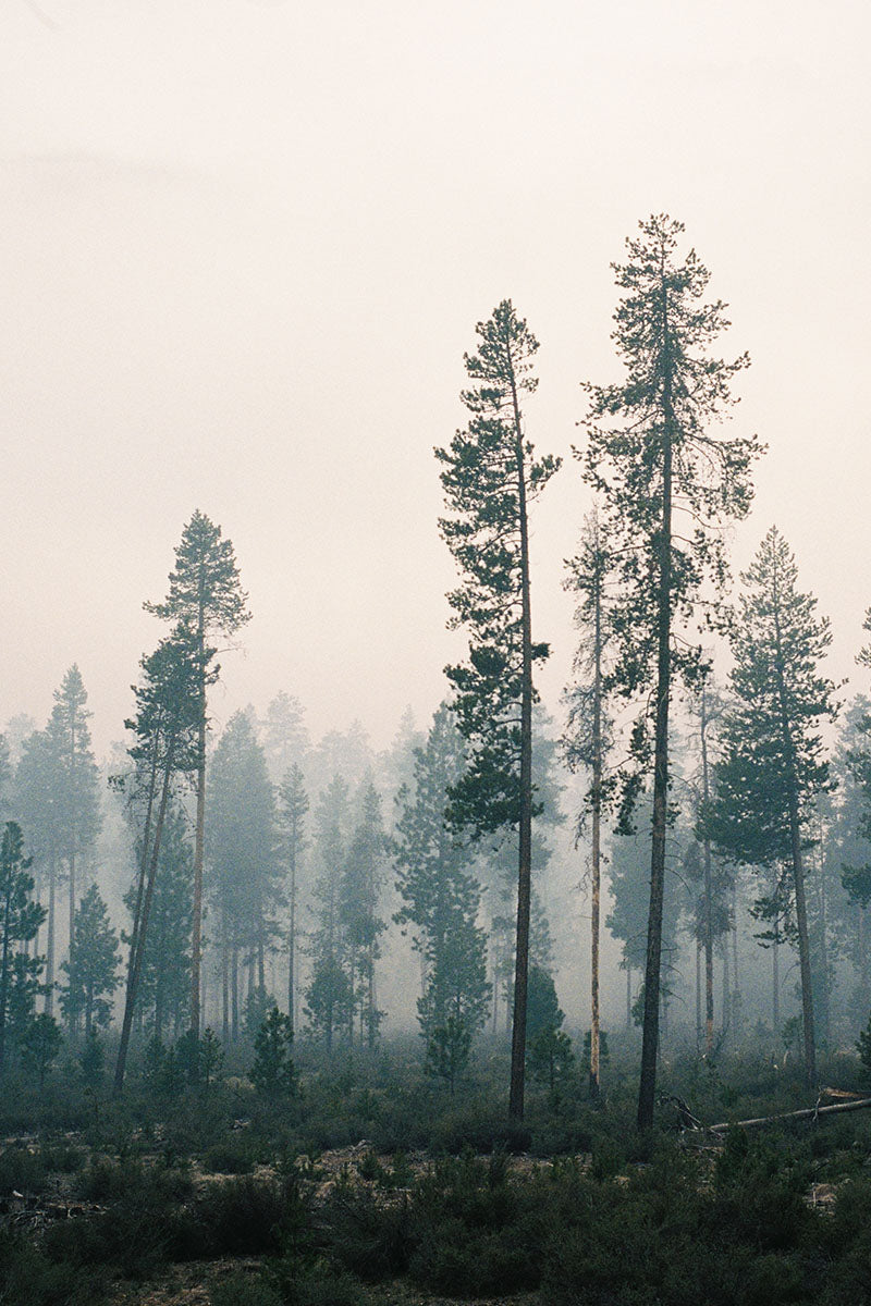 Forest First, Oregon